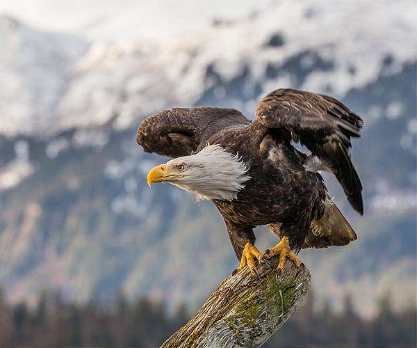 Brain disease killing bald eagles traced to unknown cyanobacterium