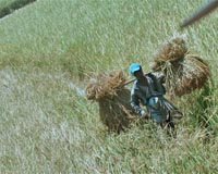 Bangladesh soap opera aims to help farmers