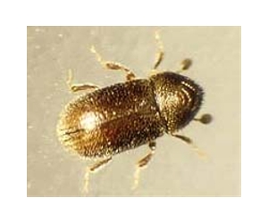 Beetle-ridden forests lose climate help