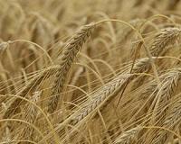 Australia 'disappointed' by China barley tariffs
