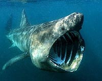Disappearing Act Of World's Second Largest Fish Explained