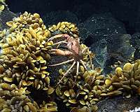 A Snapshot of molecules in a deep-sea symbiosis
