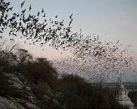 Bats inspire detectors to help prevent oil and gas pipe leaks