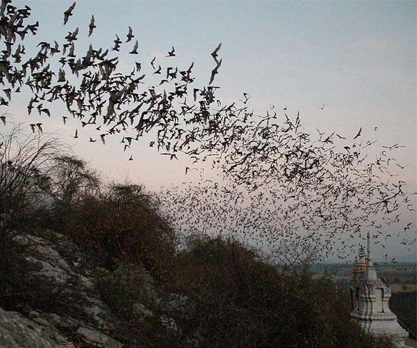 Wrinkle-faced male bats lower their face masks when they mate