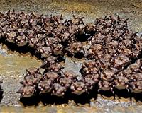 Bats find shelter at Nazi German defence line in Poland