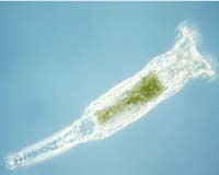 Radiation Resistant Rotifers
