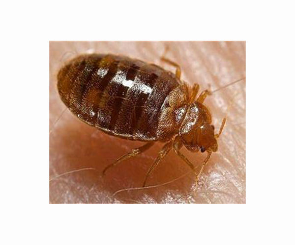 Navy battles bedbugs aboard submarine USS Connecticut