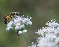 Attracting wild bees to farms is a good insurance policy