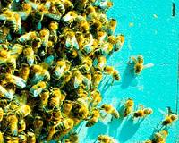 Ant-like bees among newly discovered desert species