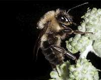 Bees get better at math when they're punished for mistakes