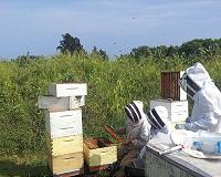 Virus helps infected bees slip past the guards of healthy hives
