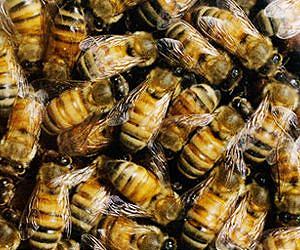 Swedish team hope to create buzz in fight against bee deaths