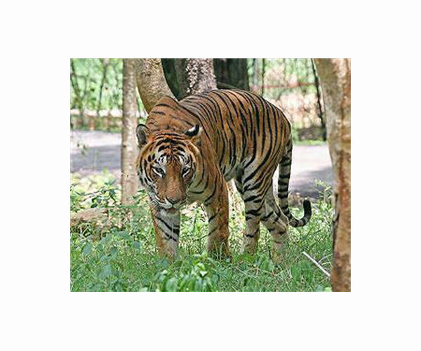 Bangladesh arrests notorious tiger poacher