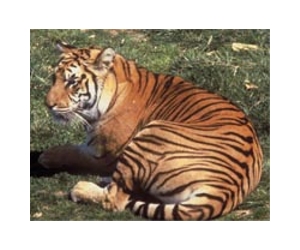 Focus on India as world meets to save tiger