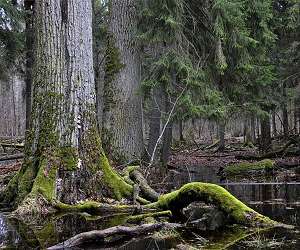 Bacteria Living On Old-Growth Trees May Help Forests Grow