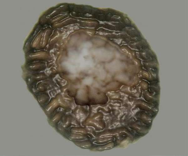 Microfossil found in Scottish Highlands could be 'missing link' in early animal evolution