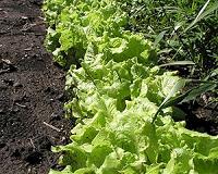 Damaging effects of biochar on plant defence casts doubt on geoengineering claims