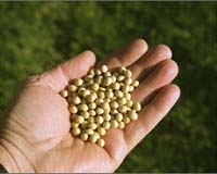 Demand for biofuels boosting food prices