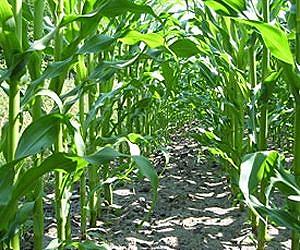 How the Ecological Risks of Extended Bioenergy Production can be Reduced