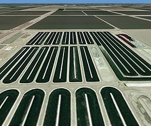 Engineered algae seen as fuel source