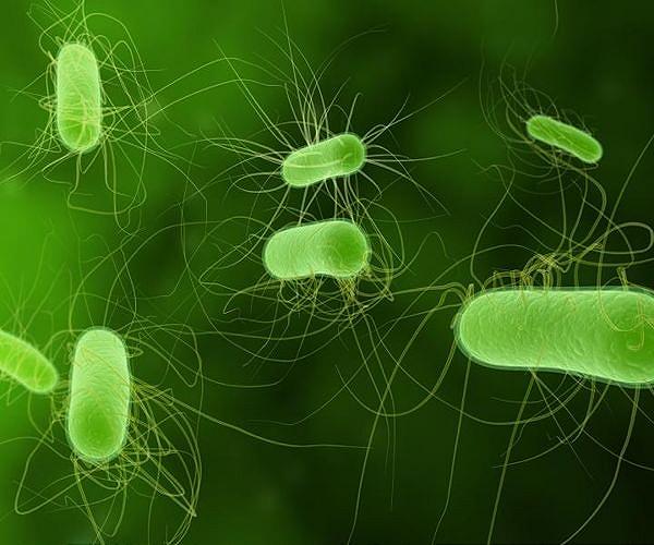 Bacteria may hold key for energy storage, biofuels