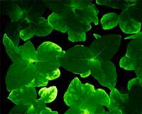 Sustainable light achieved in living plants