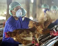 Avian Flu Numbers Increase Across SE Asia