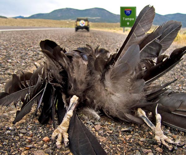 Prenatal hormone exposure affects 'biological age' of birds