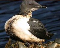 Climate change a threat to two-thirds of North American bird species