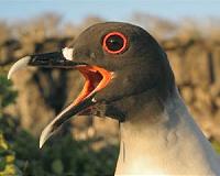 Researchers develop facial recognition software for birds