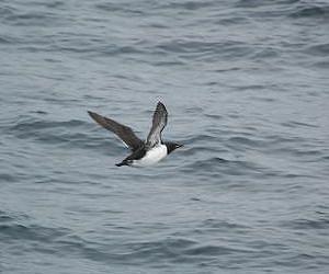 Bering Sea study finds prey density more important to predators than biomass