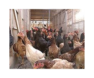 China bird flu outbreak 'devastating' poultry sales