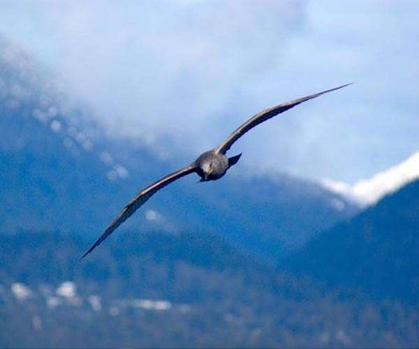 Newly sequenced bird genomes cover 92% of world's avian families