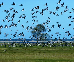 Extreme Weather Impacts Migratory Birds