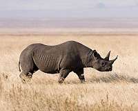 Slow growth in black rhino numbers cause for hope: conservationists