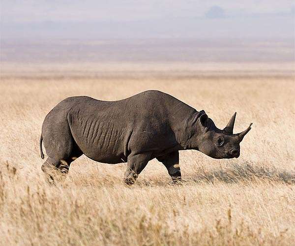 S.African rhino returns to wild after brutal attack