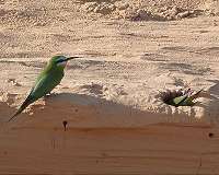 Feeding bluebirds helps the songbirds fight off parasites