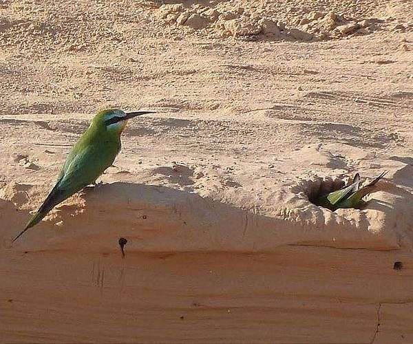 Study: Songbirds unlikely to become dependent on bird feeders