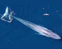 The blue whale genome reveals the animals' extraordinary evolutionary history