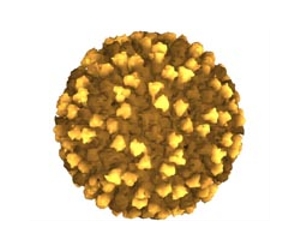 Sweet Discovery Raises Hope For Treating Deadly Fast-Acting Viruses