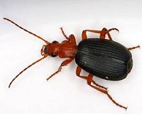 Beetle uses chemical warfare, inspires ATM protection technology