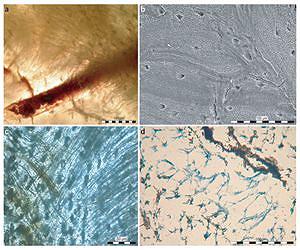 Endogenous Proteins Found In Ancient Giant Marine Lizard