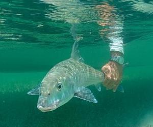 Fall Bonefish Census Sounds Warning Bell That Warrants Careful Future Monitoring