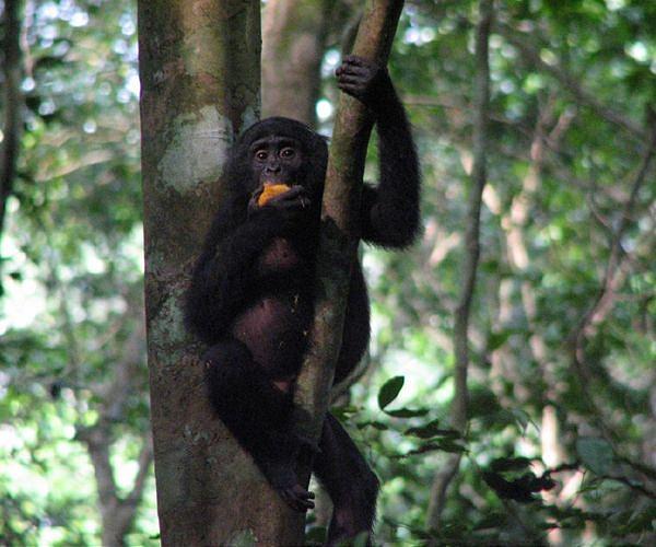 US slaps visa restrictions on Congolese over wildlife trafficking