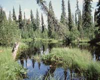 World's Last Great Forest Under Threat