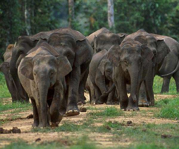 Ailing Pakistan elephant survives jumbo diagnosis