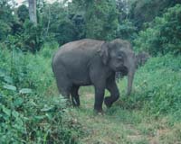 Reduce Emissions From Deforestation Could Preserve Endangered Mammals