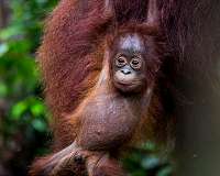 Astro-ecology: Counting orangutans using star-spotting technology