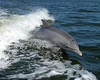 Boycott threat over rare New Zealand dolphin