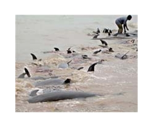 Hundreds of dead dolphins wash ashore in Peru